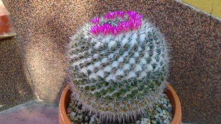 Mammillaria formosa ssp. chionocephala