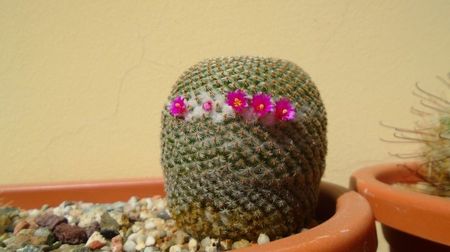 Mammillaria crucigera ssp. tlalocii