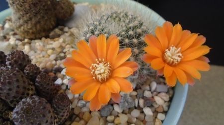 Rebutia steinmannii v. christinae