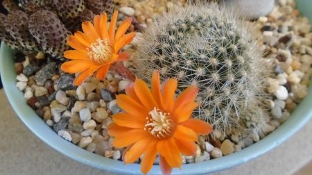 Rebutia steinmannii v. christinae