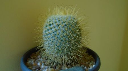 Mammillaria dixanthocentron