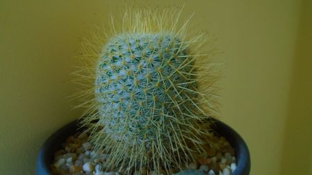 Mammillaria dixanthocentron