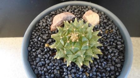 Obregonia denegrii; replantata pe 25 mai 2022
