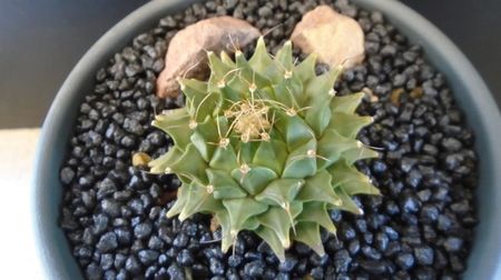 Obregonia denegrii; replantata pe 25 mai 2022
