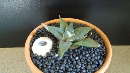 Ariocarpus retusus; replantat la inceputul lui iunie 2022
