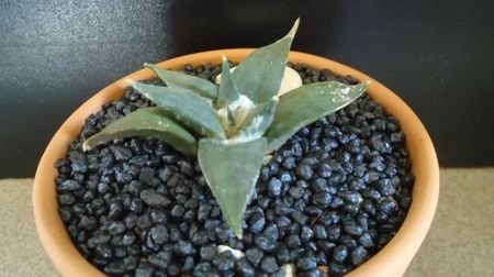 Ariocarpus retusus; replantat la inceputul lui iunie 2022
