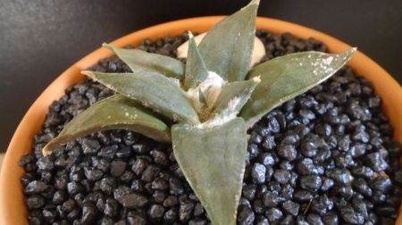 Ariocarpus retusus; replantat la inceputul lui iunie 2022
