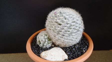 Mammillaria humboldtii