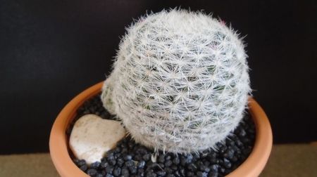 Mammillaria humboldtii