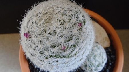 Mammillaria humboldtii