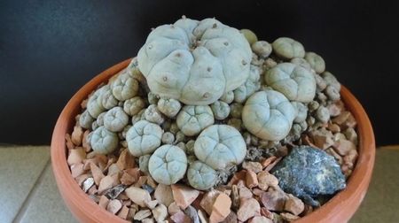 Lophophora williamsii v. caespitosa (colonie)