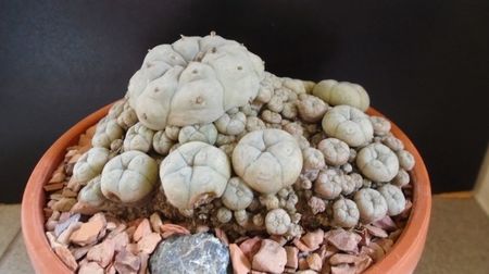 Lophophora williamsii v. caespitosa (colonie)