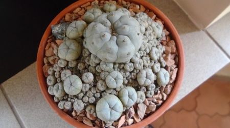 Lophophora williamsii v. caespitosa (colonie)