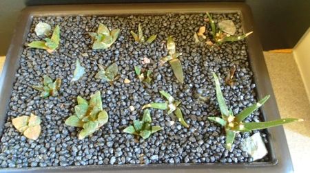 Grup de 14 Ariocarpus; replantati la inceputul lui iunie 2022
replantati la inceputul lui iunie 2022
A. scapharostrus, fissuratus v. lloydii, fissuratus ssp. hintonii, retusus form B,
A. fissuratus 4, agavoides 3, agavoides
