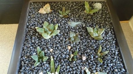 Grup de 14 Ariocarpus; replantati la inceputul lui iunie 2022
replantati la inceputul lui iunie 2022
A. scapharostrus, fissuratus v. lloydii, fissuratus ssp. hintonii, retusus form B,
A. fissuratus 4, agavoides 3, agavoides
