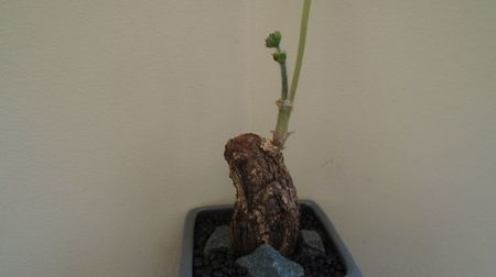 Pelargonium rapaceum, Africa de Sud