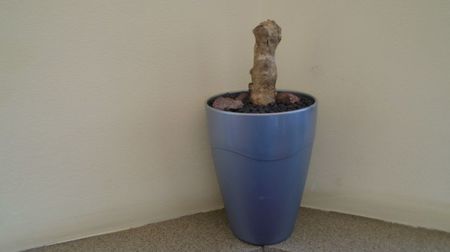 Pelargonium carnosum, Africa de Sud