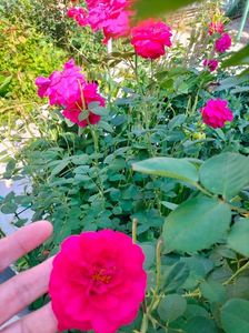 IMG20220615164531