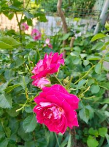 IMG20220615164526