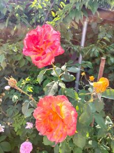 IMG20220615164309