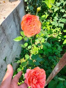 IMG20220615164248