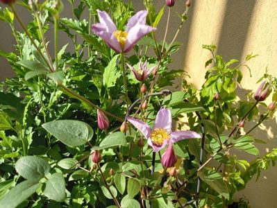 Clematis "Exciting"