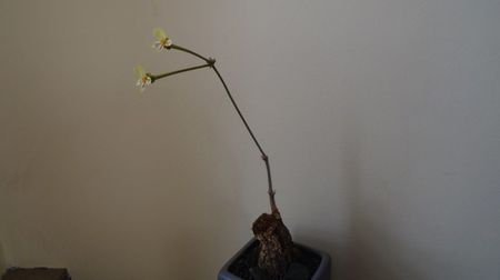 Pelargonium triste, Africa de Sud