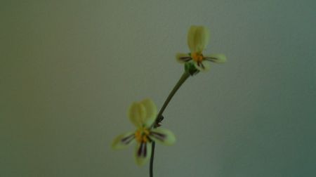 Pelargonium triste, Africa de Sud