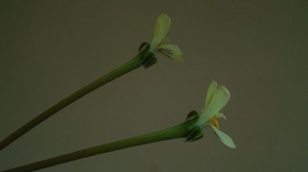 Pelargonium triste, Africa de Sud
