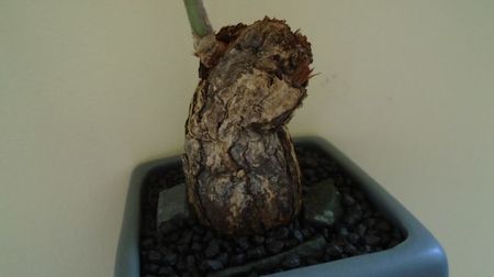 Pelargonium triste, Africa de Sud