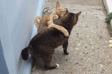 Lupte , nenică .. .; Tinuța și Tomiță,  care i  mare crai !
