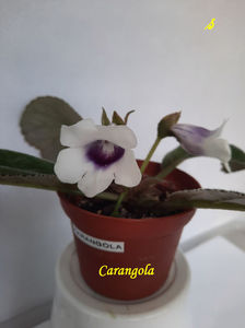 Carangola(8-06-2022)