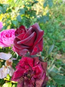 IMG20220616074221