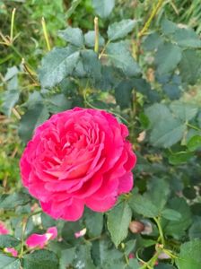IMG20220616073807