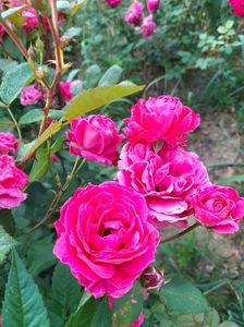 IMG20220616073547