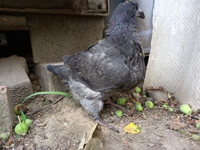 Pui perechea 7 vîndut