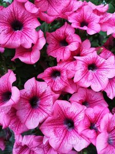 Petunia