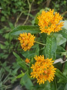 asclepias tuberosa