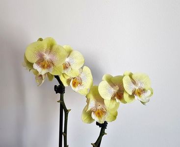Younghome Wallet; Phalaenopsis Younghome Sweety × Phalaenopsis Younghome Princess ( 2018)
