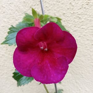 RFs Mexican Velvet Burgundy