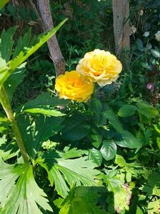 IMG20220618115151