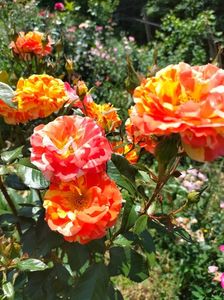 IMG20220618115011