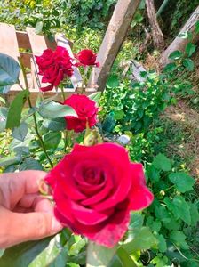 IMG20220618114844