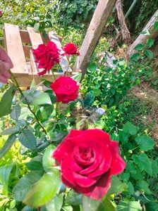 IMG20220618114840