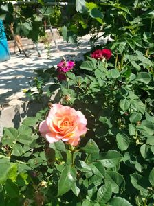 IMG20220618110507