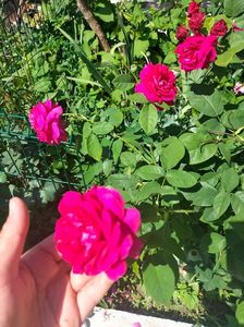 IMG20220618110438