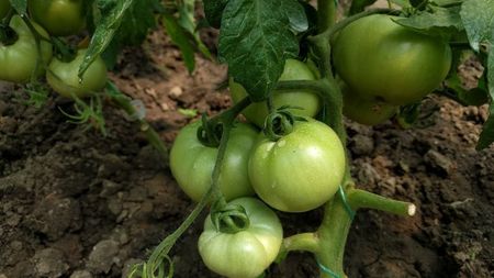 Nectaria Buzau; 18 iunie rosii galbene chihlimbar
