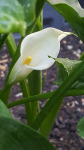 zantedeschia aethiopica