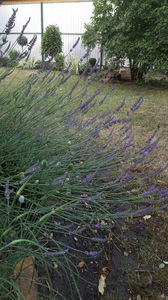 lavandula-angustifolia