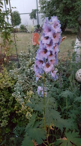 Delphinium(nemtisor) "high society"